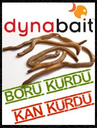 Dynabait, Kan ve Boru Kurdu
