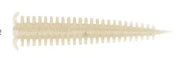 Berkley Gulp Alive Sandworm 5cm Silikon Kurt White